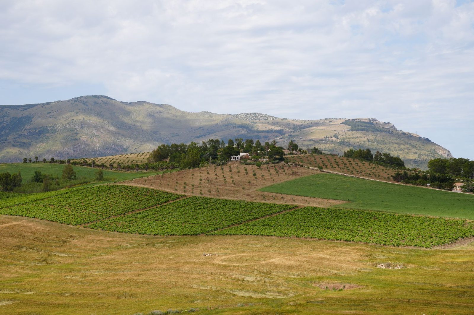 Stunning rural landscape of vineyards and hills in Erice, Sicily on a clear day.