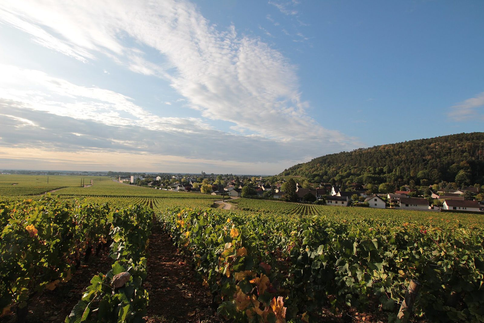Nuits-Saint-Georges au matin
