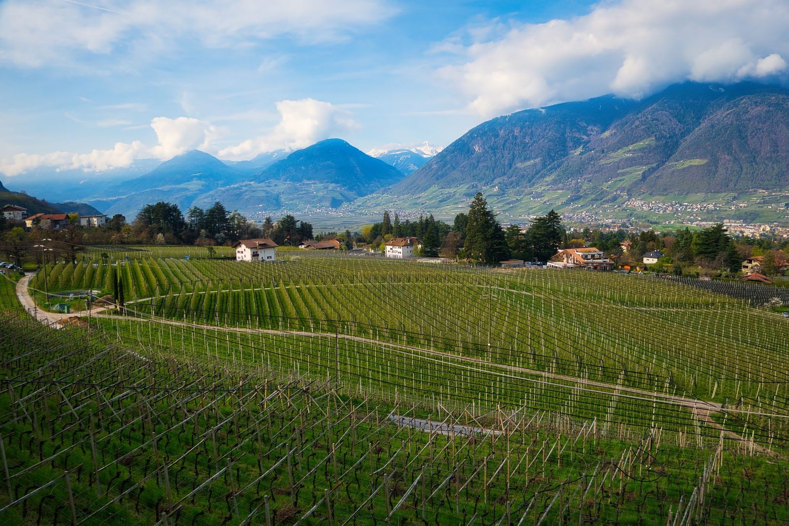 Picturesque vineyard landscape in Schenna, Trentino-South Tyrol, Italy.
