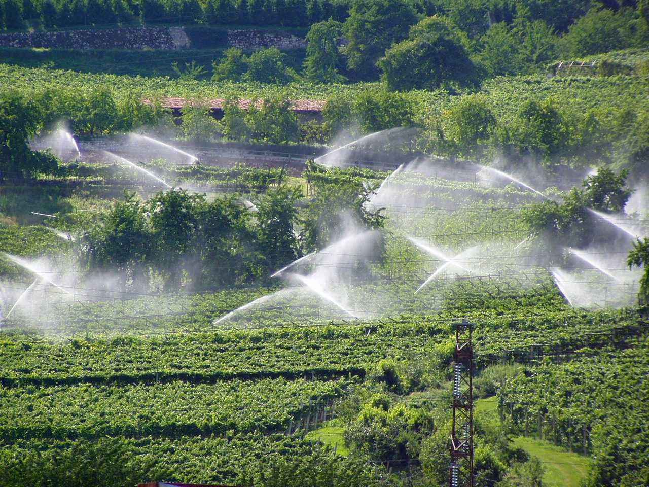 10 Sprinklers in vineyard - Trentino-Alto Adige, Italy