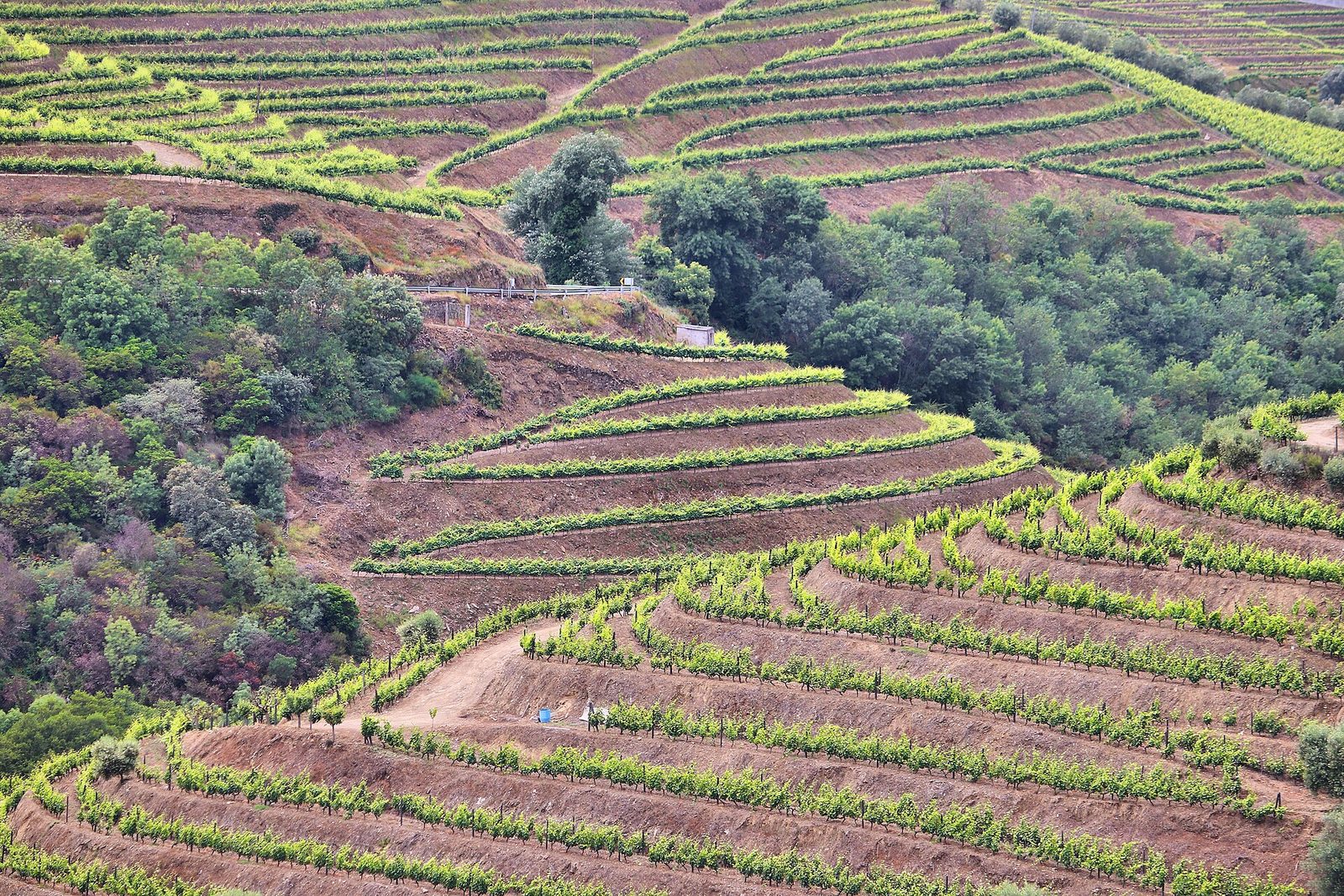 006 Douro vineyards in Peso da Régua, Portugal - wine region photo Creative Commons Attribution