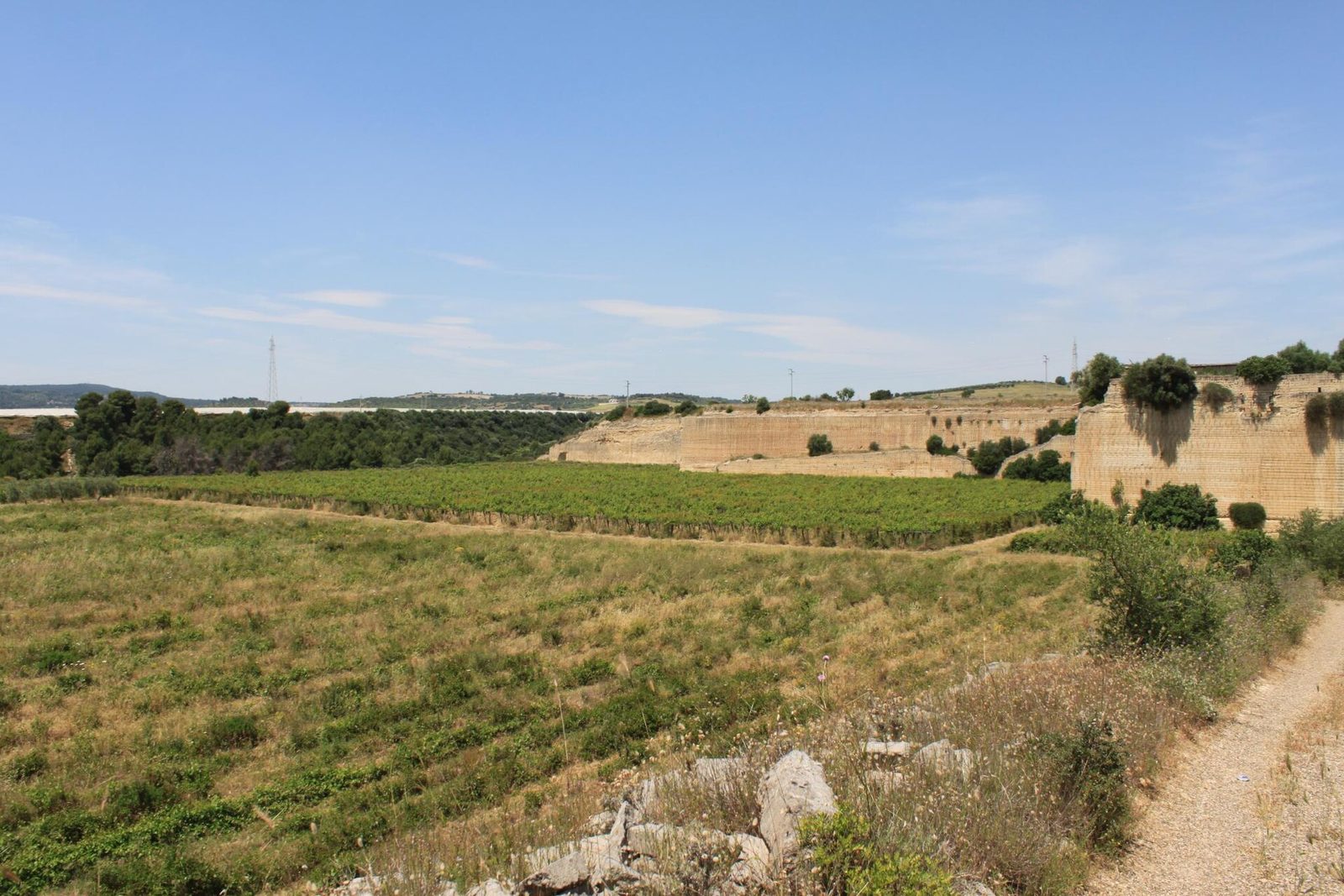 Italia 2010 - Perrini organic vineyard in Puglia