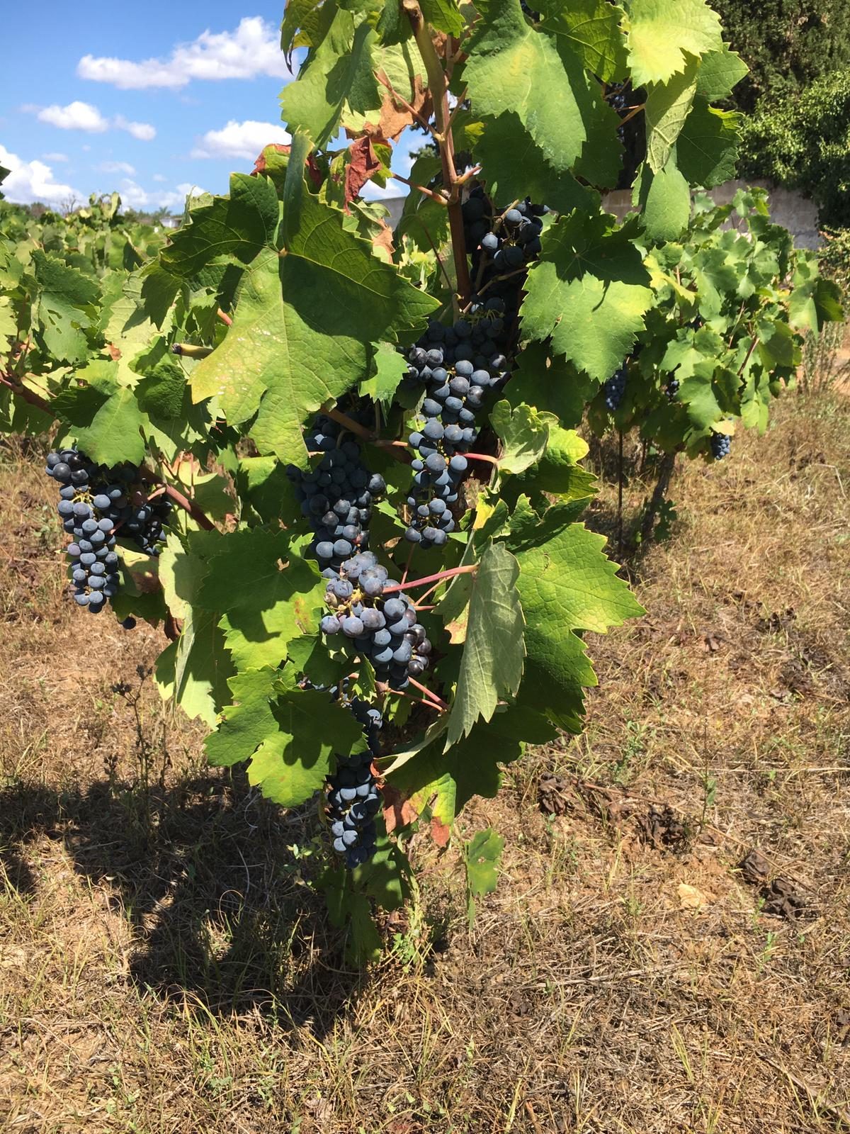 Primitivo 2