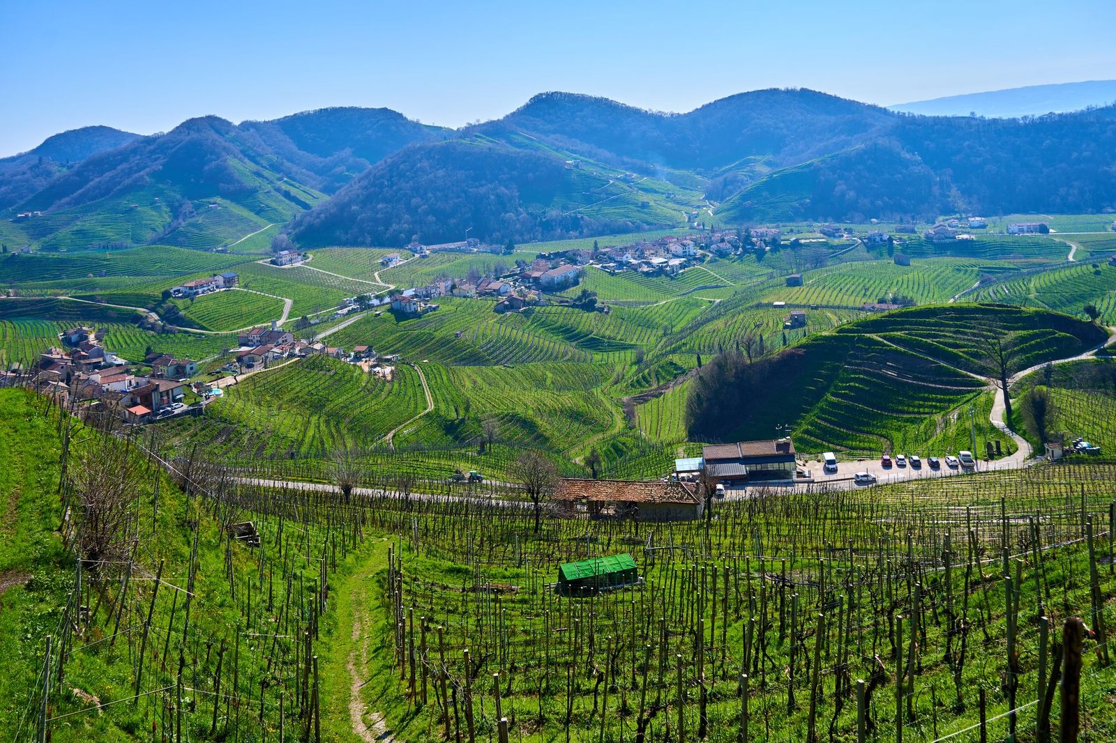 Stunning aerial view of lush vineyards in the Italian countryside.