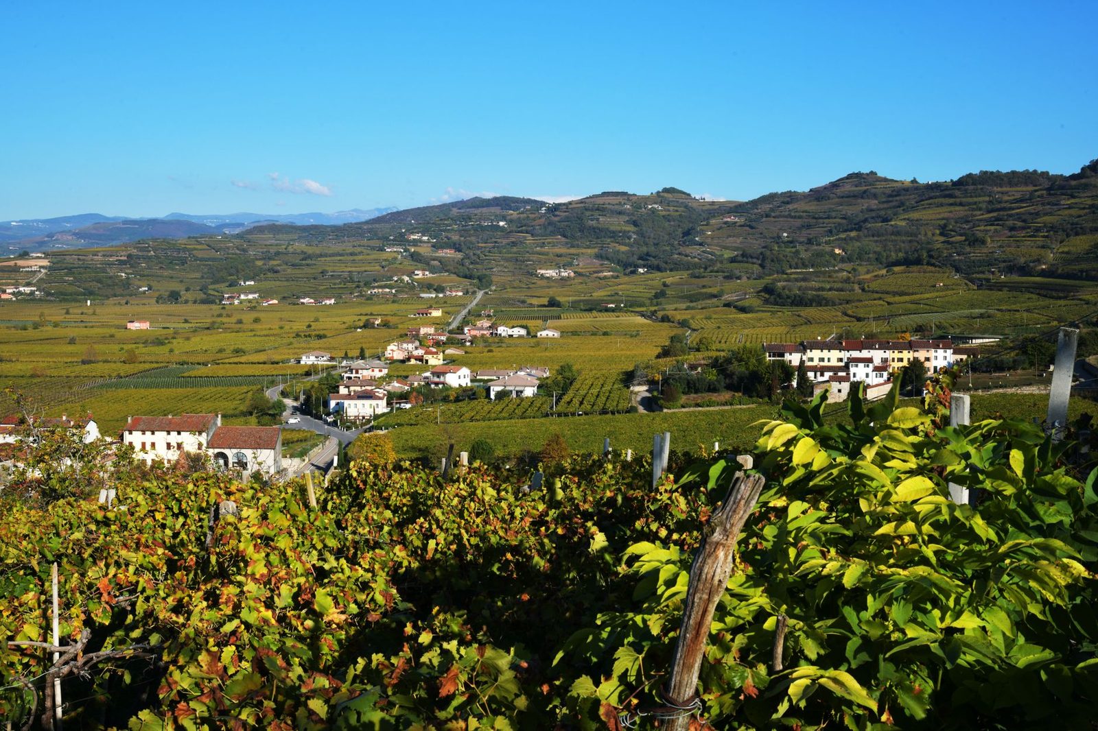 A stunning view of Soave's vineyards in Veneto, showcasing tranquil rural scenery and lush greenery.