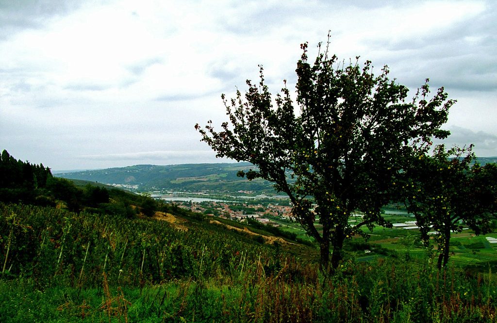 A wineyard in Vienne