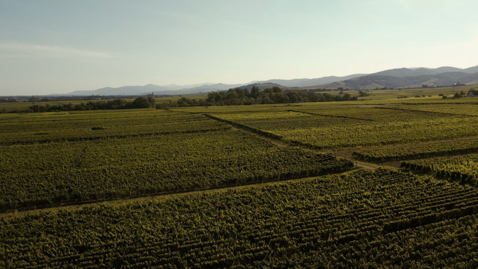 Aerial view of lush vineyards in Orschwiller, Grand Est, France during sunny day.