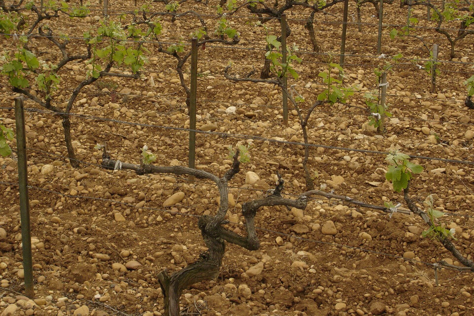 139 Châteauneuf-du-Pape vineyard