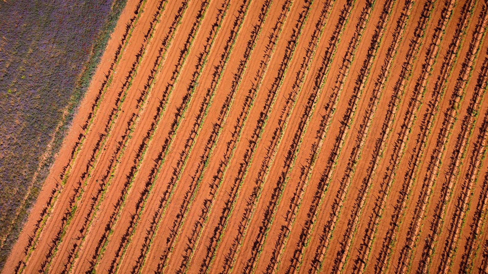 Stunning aerial shot of vineyard rows in Burgos, Spain, showcasing vibrant agriculture patterns.