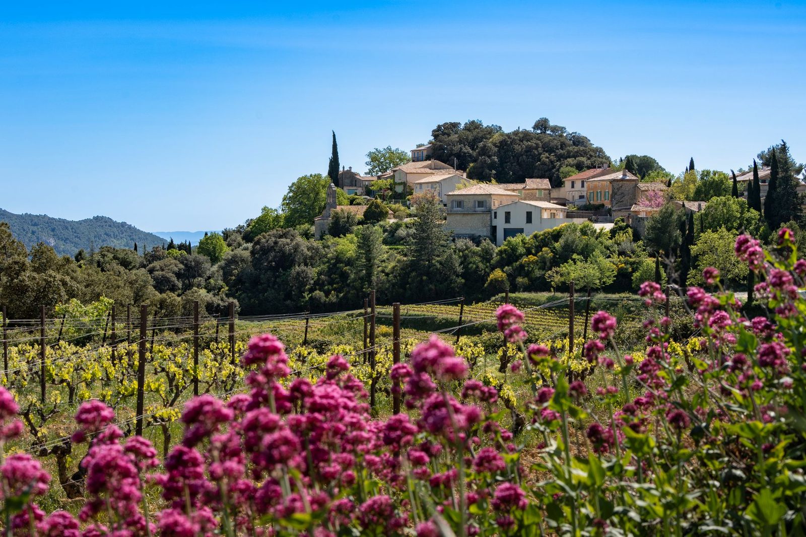 Explore the picturesque landscape of Suzette, France, with vibrant vineyards and a quaint hilltop village.
