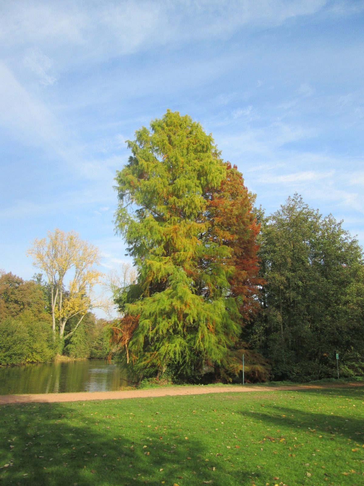 20181020 Taxodium ascendens, Saarland 1