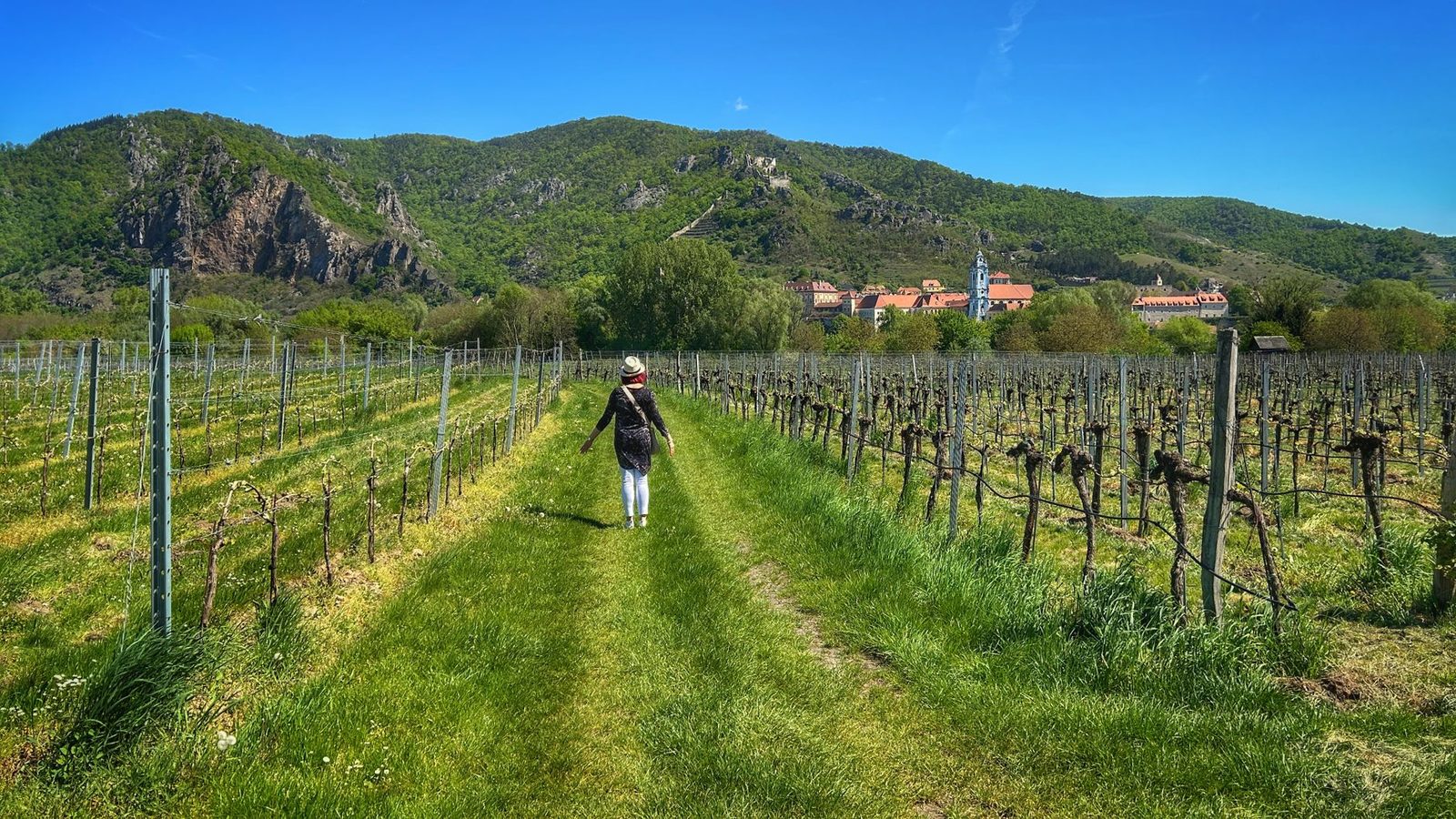 A woman strolls through a vineyard in Dolna Austria with mountains and a village in the background.