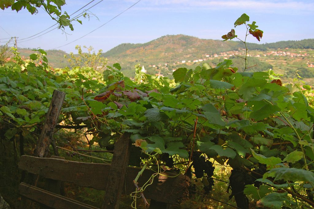 Minho Vinho Verde Vineyards