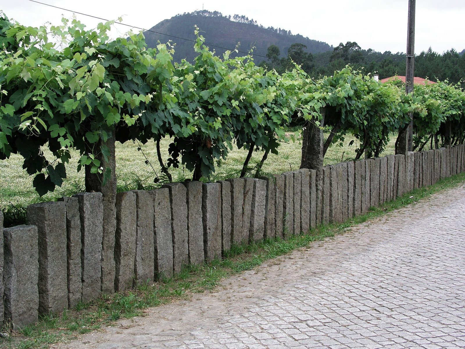 ArcozeloPTL Stone fence