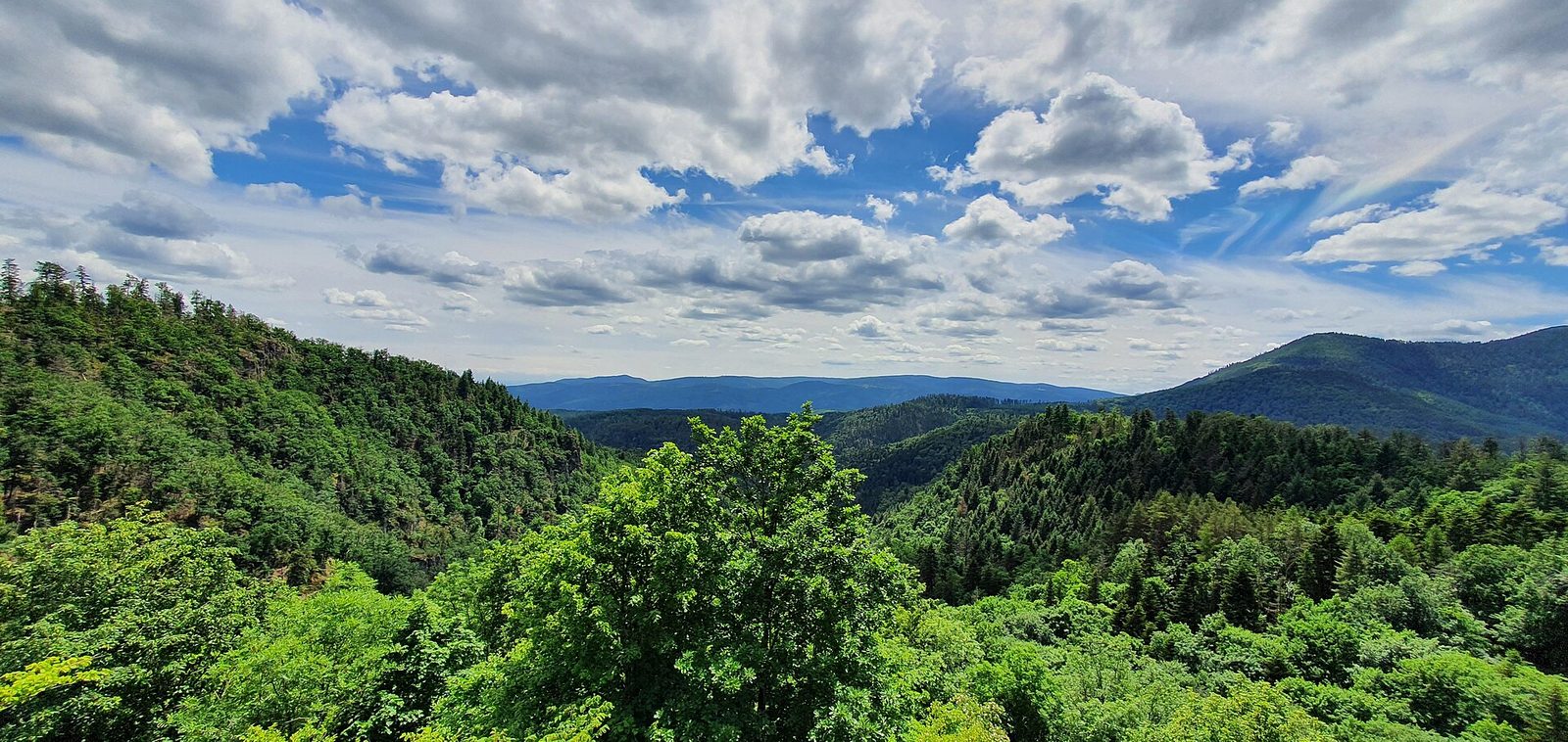 Massif des Vosges (52108206820)