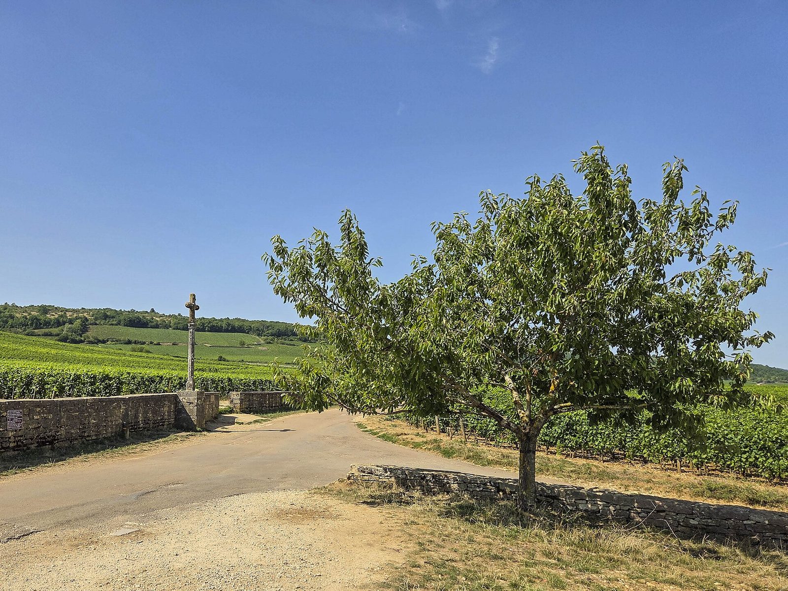Vosne-Romanée, le vignoble