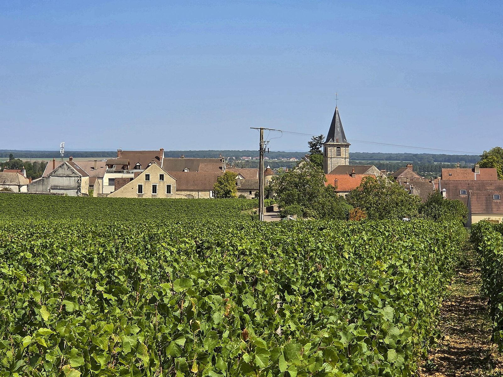 Vosne-Romanée, le village et son vignoble (2)