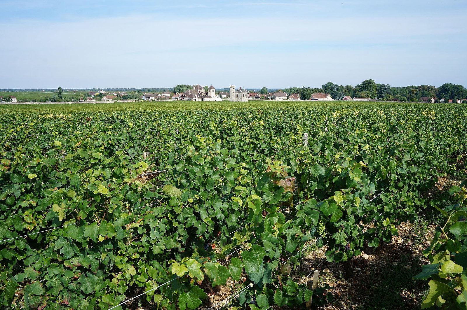 Nuits Saint Georges, Clos de Vougeot Domaine Anne Gros (1)