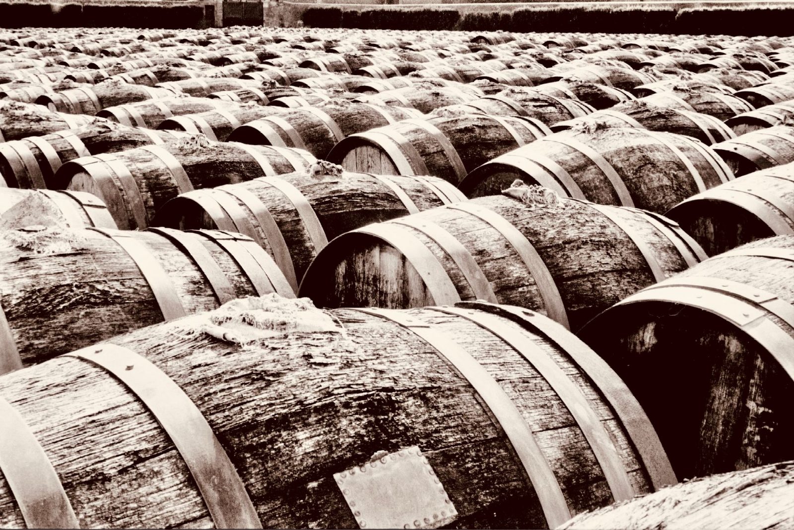 Rows of vintage wooden barrels in Marseillan vineyard, depicting rustic winemaking tradition.