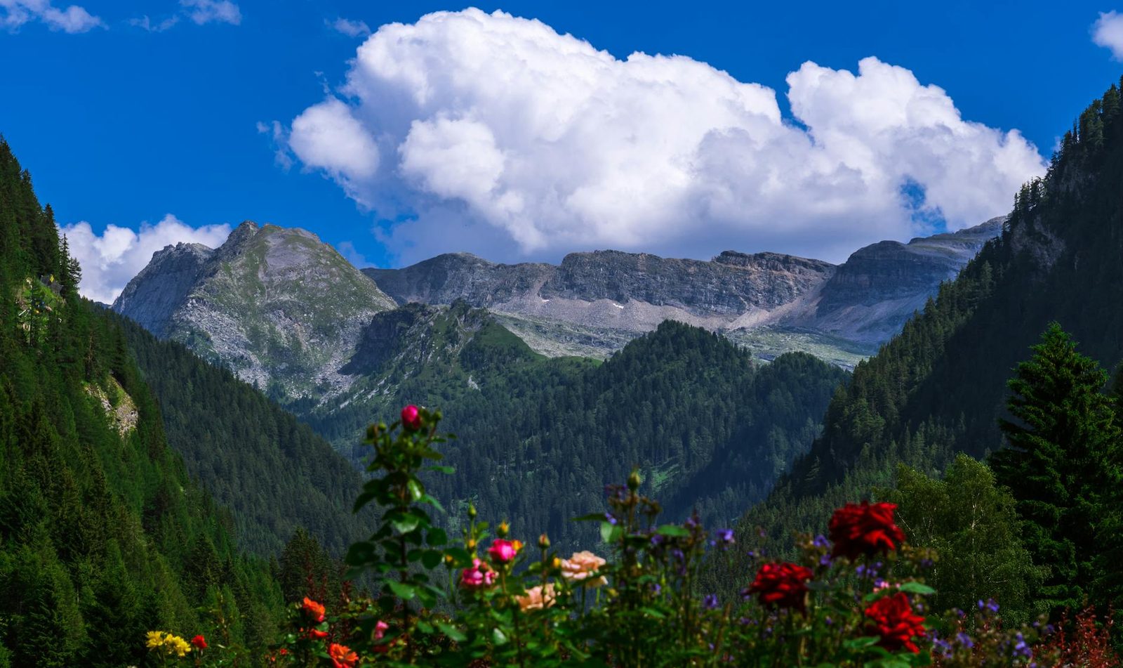 Colorful wildflowers against a backdrop of Tyrolean mountains under a bright blue sky.