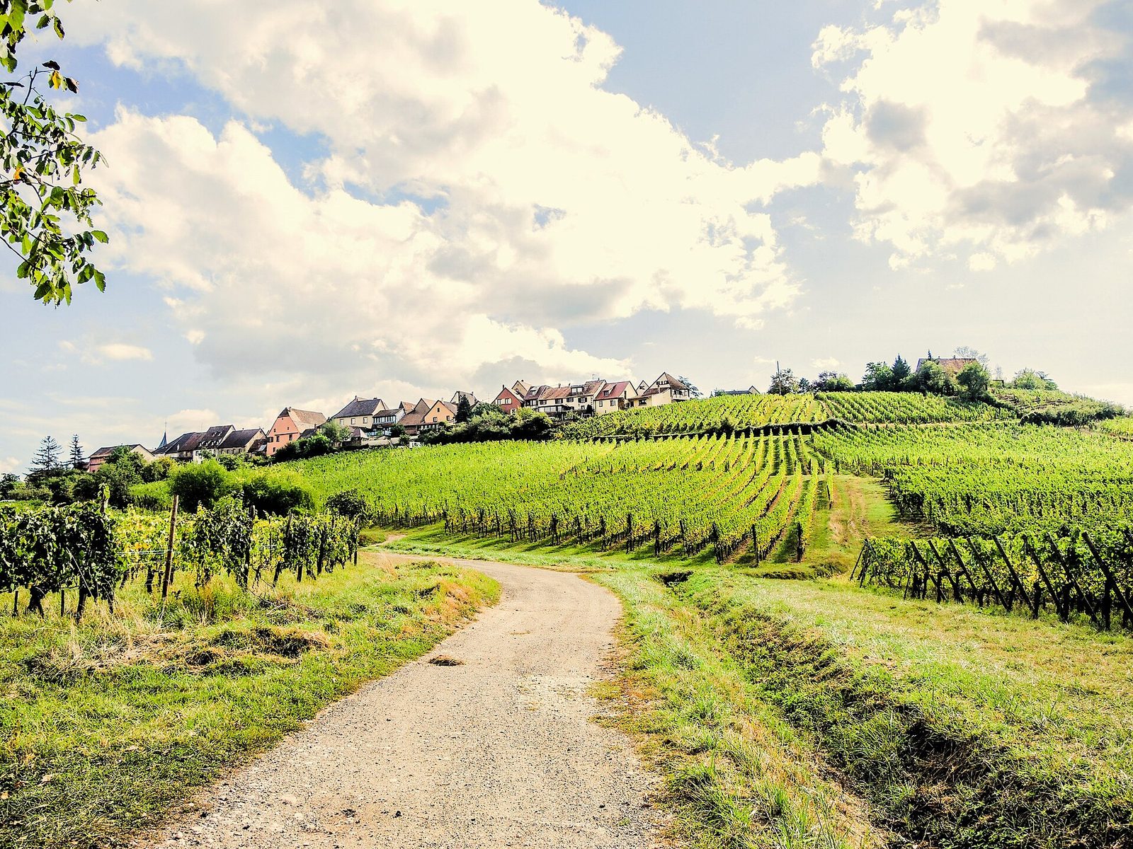 Zellenberg. (3)